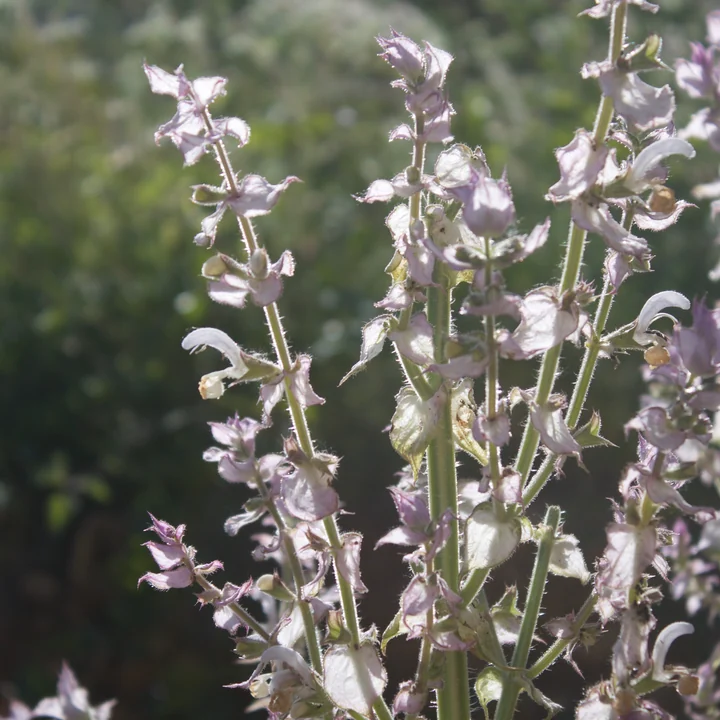 Clary Sage Essential Oil