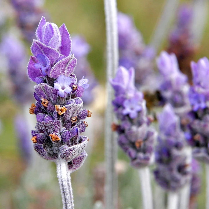 Lavender Essential Oil