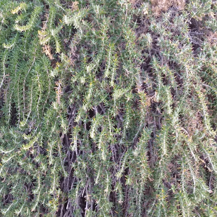 Rosemary Essential Oil