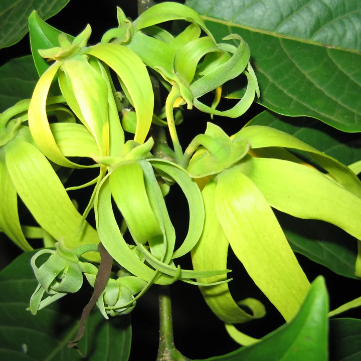 Ylang Ylang Essential Oil