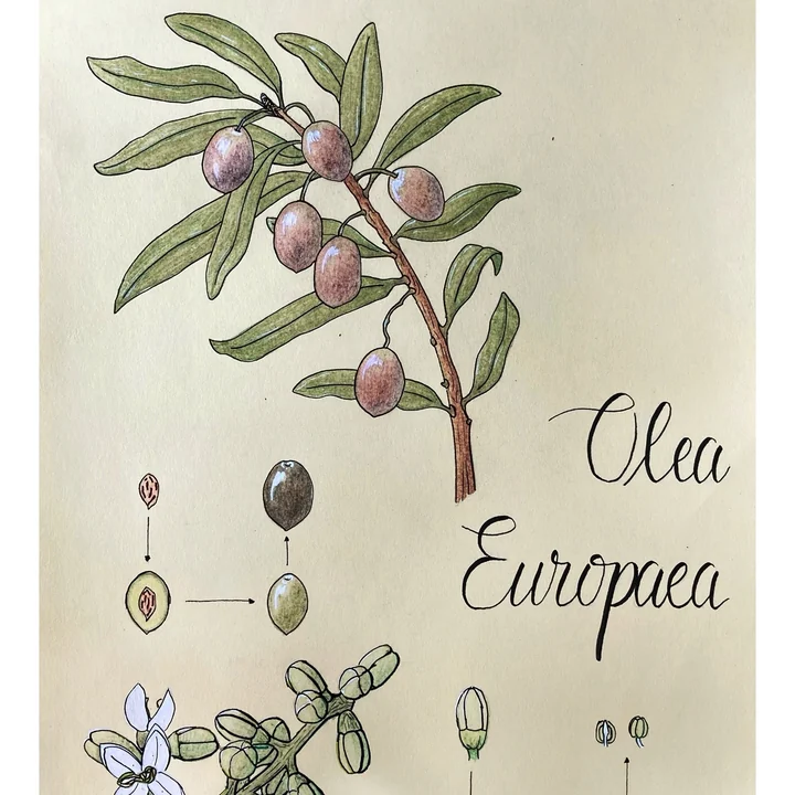 Olive Oil