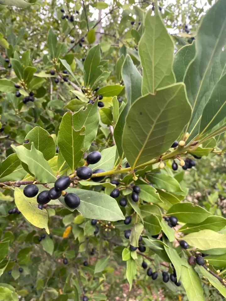 Laurus nobilis branch with ripe dark laurel berries, the fruit that laurel berry oil is made from